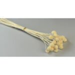 Craspedia Albit 20 fire