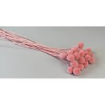 Craspedia roz pudrat 20 fire