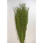 Iarba decorativa stufoasa