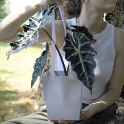 Geanta elegantă de carton Duo