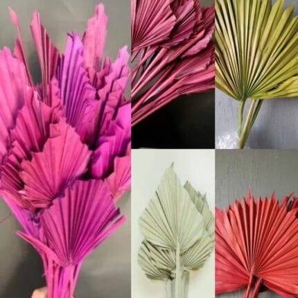 Frunze palmier