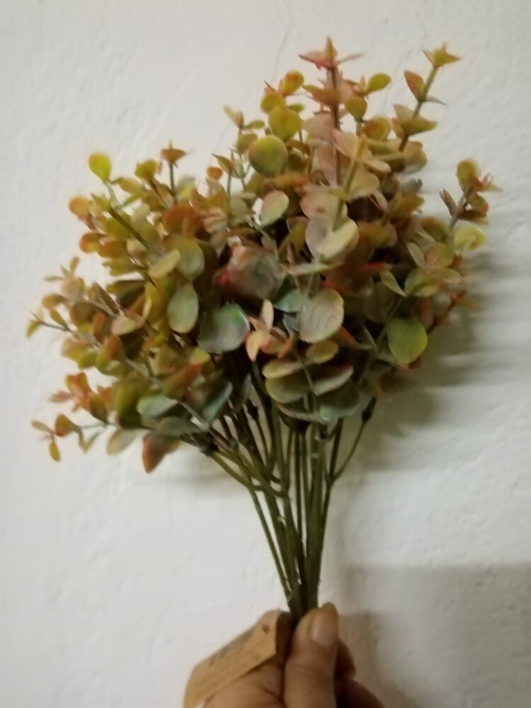 Eukalipt 12 fire Eukalipt 12 fire