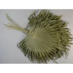 Palmier chinezesc natural – set 10 buc