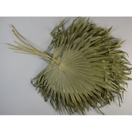 Palmier chinezesc natural – set 10 buc