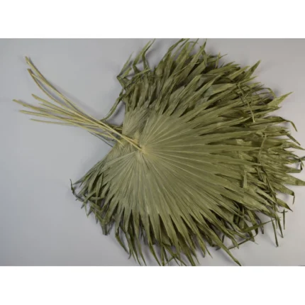 Palmier chinezesc natural – set 10 buc