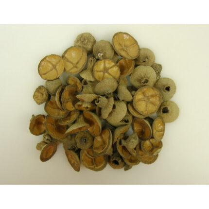 Capace de ghindă cu model în formă de cruce