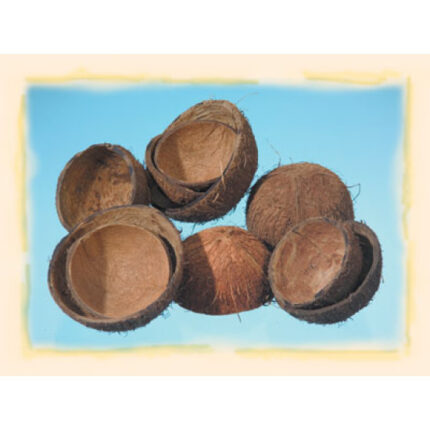 Coajă de nucă de cocos natur 7buc