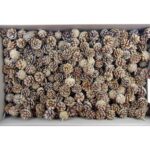 Con de pin pitic crem 3 kg