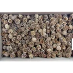 Con de pin pitic crem 3 kg