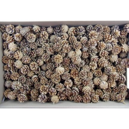 Con de pin pitic crem 3 kg