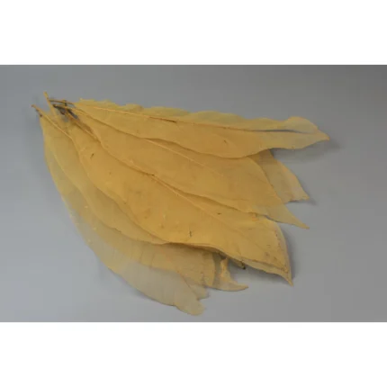 Frunze voal XXL 50buc