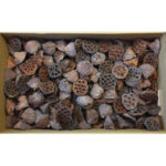 Lotus 6–8 cm natur 180 buc