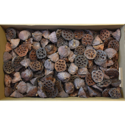 Lotus 6–8 cm natur 180 buc