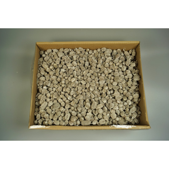 Casuarina 3,2kg Casuarina 3,2kg