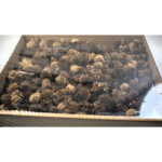 Con de zada chinezesc 1.7 kg