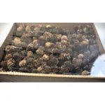 Con de zada chinezesc 1.7 kg