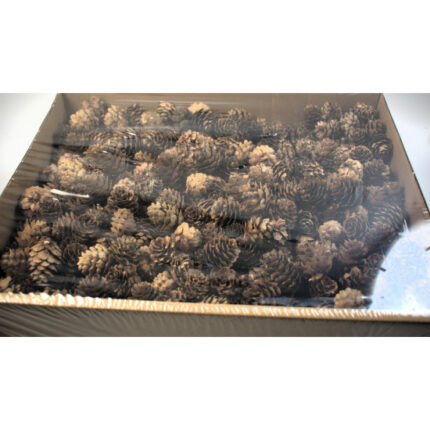 Con de zada chinezesc 1.7 kg