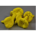 Ciupercuțe gălbior 4.5 cm 11 buc