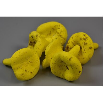 Ciupercuțe gălbior 4.5 cm 11 buc