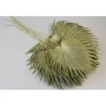 Palmier chinezesc mic natural – set 10 buc