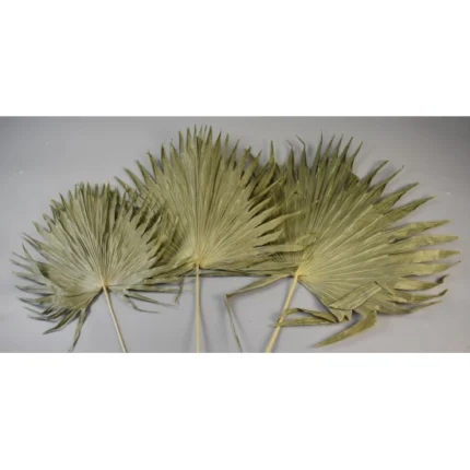 Palmier chinezesc mic natural – set 10 buc