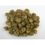 Pălării de ghindă