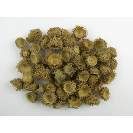 Pălării de ghindă Pălării de ghindă