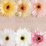 Gerbera matase, 9cm/12buc