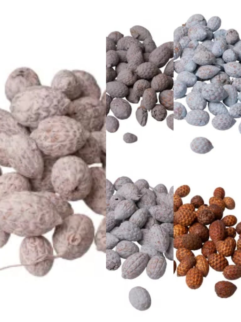 DF025 Fructe de trestie de zahăr