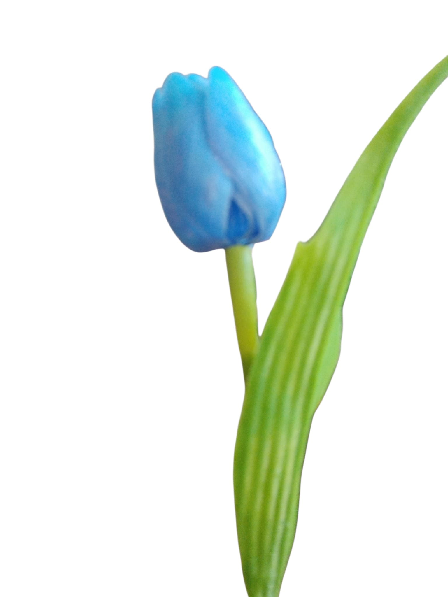 Lalele la fir 1 fir Lalele la fir 1 fir